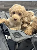 Lexi Blue MINI SWEET!!! , a female Australian Labradoodle for sale in Lexington-Fayette, KY – Photo 3 of 7