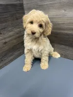 Lexi Blue MINI SWEET!!! , a female Australian Labradoodle for sale in Lexington-Fayette, KY – Photo 7 of 7