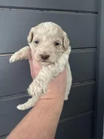 Lexi Blue light red possible roan , a female Australian Labradoodle for sale in Lexington-Fayette, KY – Photo 2 of 3