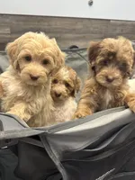 Lexi Blue MINI SWEET!!! , a female Australian Labradoodle for sale in Lexington-Fayette, KY – Photo 5 of 7