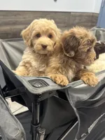 Lexi Blue MINI SWEET!!! , a female Australian Labradoodle for sale in Lexington-Fayette, KY – Photo 6 of 7