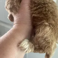 Micro mini Red Tuxedo girl lux waves , a female Australian Labradoodle for sale in Lexington-Fayette, KY – Photo 7 of 7