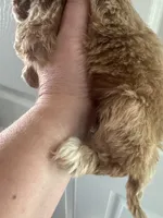 Micro mini Red Tuxedo girl lux waves , a female Australian Labradoodle for sale in Lexington-Fayette, KY – Photo 7 of 7