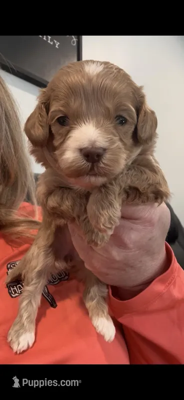 Micro mini Red Tuxedo girl lux waves 