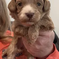 Micro mini Red Tuxedo girl lux waves , a female Australian Labradoodle for sale in Lexington-Fayette, KY – Photo 1 of 7