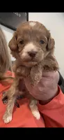 Micro mini Red Tuxedo girl lux waves , a female Australian Labradoodle for sale in Lexington-Fayette, KY – Photo 1 of 7