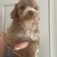 Micro mini Red Tuxedo girl lux waves , a female Australian Labradoodle for sale in Lexington-Fayette, KY – Photo 4 of 7