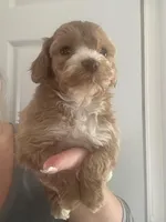 Micro mini Red Tuxedo girl lux waves , a female Australian Labradoodle for sale in Lexington-Fayette, KY – Photo 4 of 7