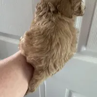 Micro mini Red Tuxedo girl lux waves , a female Australian Labradoodle for sale in Lexington-Fayette, KY – Photo 6 of 7