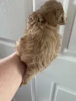 Micro mini Red Tuxedo girl lux waves , a female Australian Labradoodle for sale in Lexington-Fayette, KY – Photo 6 of 7