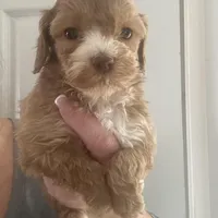 Micro mini Red Tuxedo girl lux waves , a female Australian Labradoodle for sale in Lexington-Fayette, KY – Photo 5 of 7