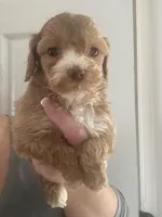 Micro mini Red Tuxedo girl lux waves , a female Australian Labradoodle for sale in Lexington-Fayette, KY – Photo 5 of 7