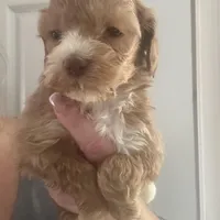 Micro mini Red Tuxedo girl lux waves , a female Australian Labradoodle for sale in Lexington-Fayette, KY – Photo 2 of 7