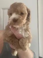 Micro mini Red Tuxedo girl lux waves , a female Australian Labradoodle for sale in Lexington-Fayette, KY – Photo 2 of 7