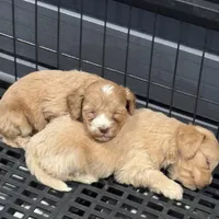 Micro mini Red Tuxedo girl lux waves , a female Australian Labradoodle for sale in Lexington-Fayette, KY – Photo 3 of 7