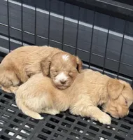 Micro mini Red Tuxedo girl lux waves , a female Australian Labradoodle for sale in Lexington-Fayette, KY – Photo 3 of 7