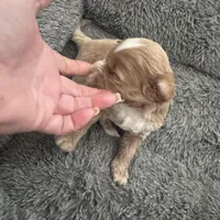 Red Tuxedo Girl , a male Australian Labradoodle for sale in Lexington-Fayette, KY – Photo 6 of 7