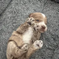 Red Tuxedo Girl , a male Australian Labradoodle for sale in Lexington-Fayette, KY – Photo 5 of 7