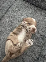 Red Tuxedo Girl , a male Australian Labradoodle for sale in Lexington-Fayette, KY – Photo 5 of 7