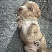 Red Tuxedo Girl , a male Australian Labradoodle for sale in Lexington-Fayette, KY – Photo 3 of 7