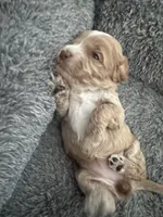 Red Tuxedo Girl , a male Australian Labradoodle for sale in Lexington-Fayette, KY – Photo 3 of 7