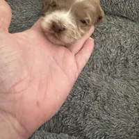 Red Tuxedo Girl , a male Australian Labradoodle for sale in Lexington-Fayette, KY – Photo 2 of 7