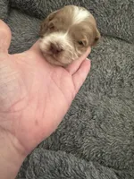 Red Tuxedo Girl , a male Australian Labradoodle for sale in Lexington-Fayette, KY – Photo 2 of 7