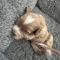 Red Tuxedo Girl , a male Australian Labradoodle for sale in Lexington-Fayette, KY – Photo 4 of 7