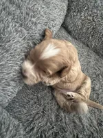 Red Tuxedo Girl , a male Australian Labradoodle for sale in Lexington-Fayette, KY – Photo 4 of 7