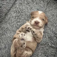 Red Tuxedo Girl , a male Australian Labradoodle for sale in Lexington-Fayette, KY – Photo 7 of 7