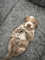 Red Tuxedo Girl , a male Australian Labradoodle for sale in Lexington-Fayette, KY – Photo 7 of 7