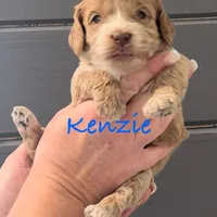 Red Tuxedo Girl , a male Australian Labradoodle for sale in Lexington-Fayette, KY – Photo 1 of 7