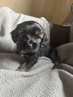 E, a male Chihuahua and Maltese for sale in Patterson, CA – 2 of 3