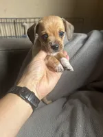 B, a male Chihuahua and Maltese for sale in Patterson, CA – 2 of 2