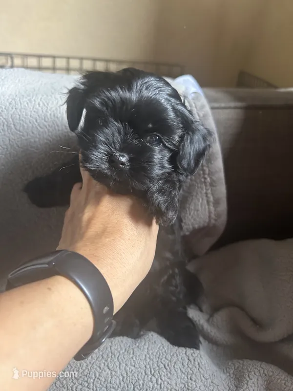 Mini – Maltese puppy for sale in Patterson, CA