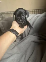 C, a male Chihuahua and Maltese for sale in Patterson, CA – 2 of 2