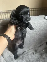 D, a female Chihuahua and Maltese for sale in Patterson, CA – 2 of 2