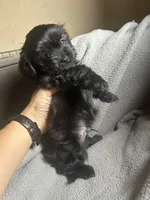 Ringo, a male Maltese for sale in Patterson, CA – 3 of 3