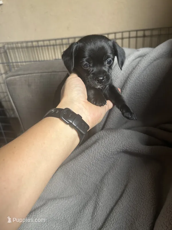C – Chihuahua, Maltese puppy for sale in Patterson, CA