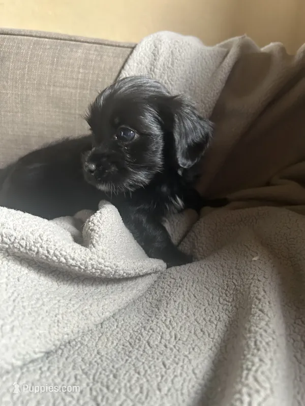 A – Chihuahua, Maltese puppy for sale in Patterson, CA