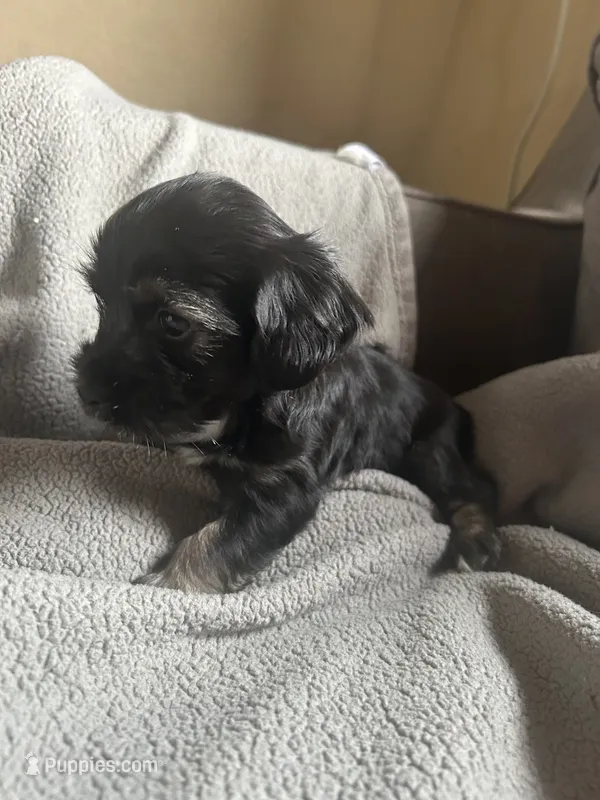 E – Chihuahua, Maltese puppy for sale in Patterson, CA