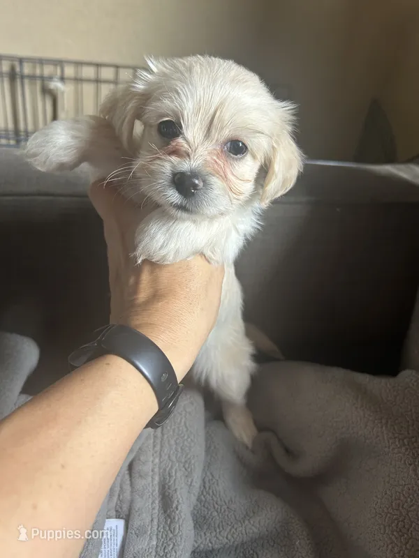 Bunny – Maltese, Pomeranian puppy for sale in Patterson, CA