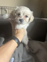 Bunny, a female Maltese and Pomeranian for sale in Patterson, CA – 1 of 2