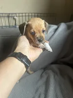 B, a male Chihuahua and Maltese for sale in Patterson, CA – 1 of 2