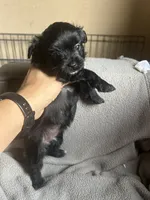 D, a female Chihuahua and Maltese for sale in Patterson, CA – 1 of 2