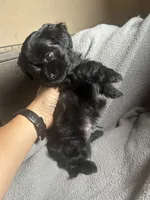Ringo, a male Maltese for sale in Patterson, CA – 1 of 3