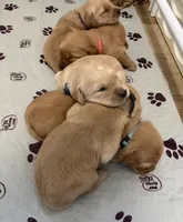 Atlas, a male Golden Retriever for sale in Castleton-on-Hudson, NY – 2 of 7