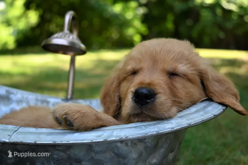 Nyx – Golden Retriever puppy for sale in Castleton-on-Hudson, NY