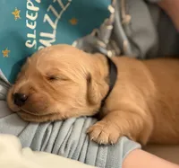 Nyx, a female Golden Retriever for sale in Castleton-on-Hudson, NY – 2 of 9
