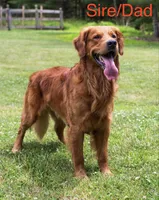 Golden Puppy - Atlas, a  Golden Retriever for sale in Castleton-on-Hudson, NY – 3 of 3